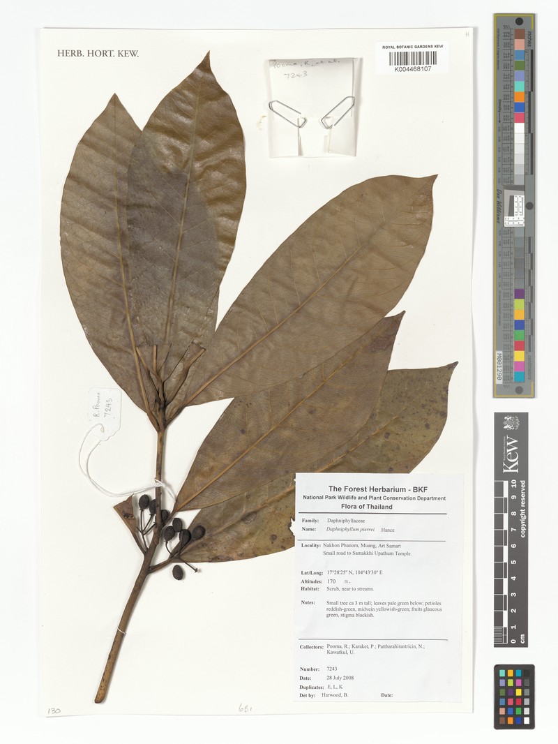 Daphniphyllum majus var. pierrei photo 2