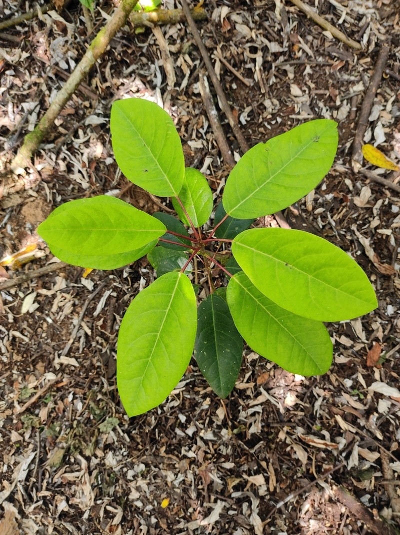Daphniphyllum neilgherrense
