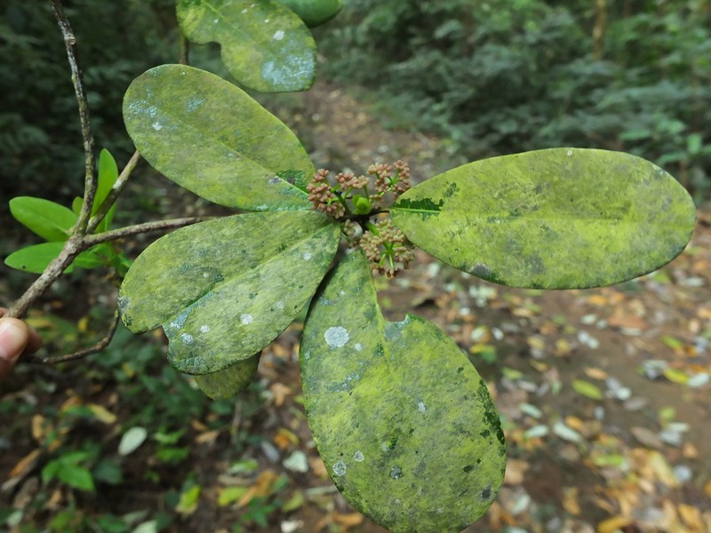 Daphniphyllum neilgherrense photo 2