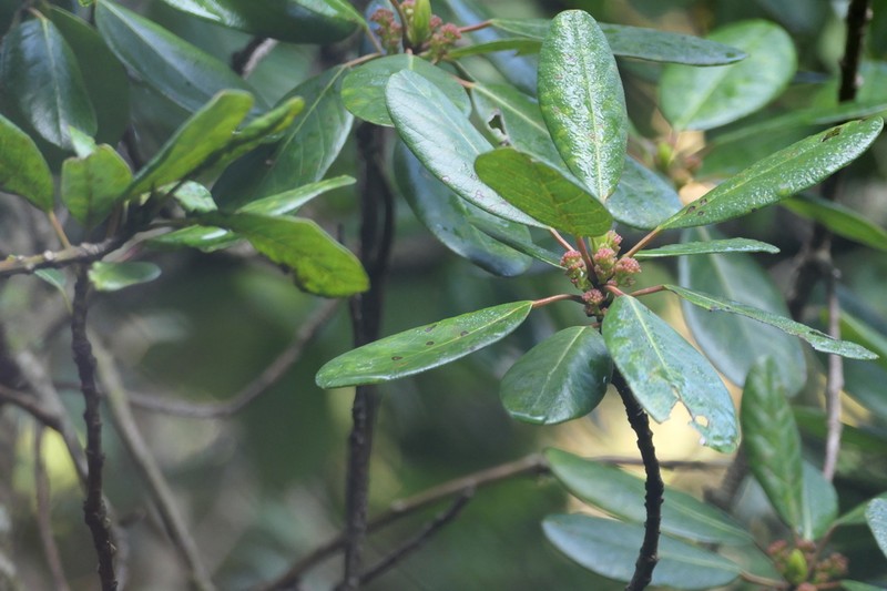 Daphniphyllum neilgherrense photo 3