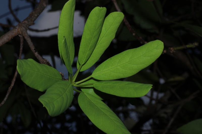 Daphniphyllum neilgherrense photo 4