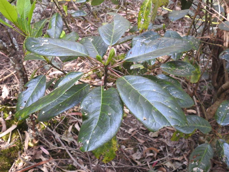 Daphniphyllum neilgherrense photo 5