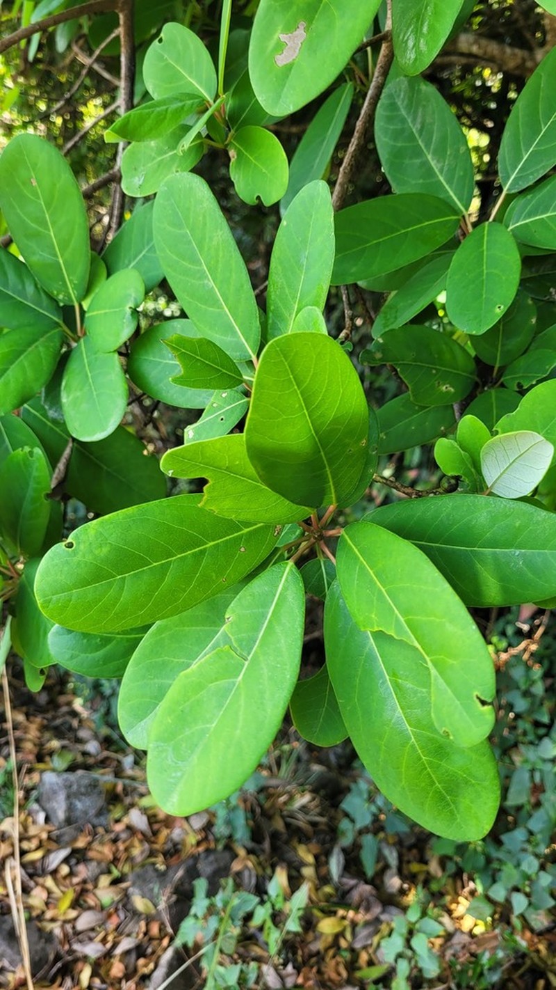 Daphniphyllum neilgherrense photo 6