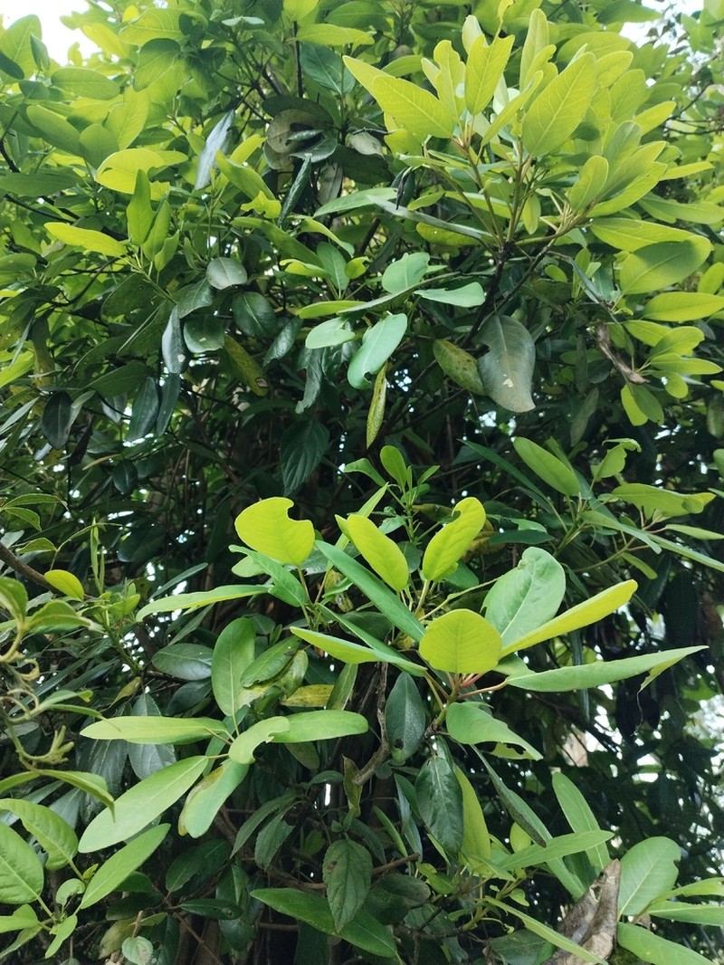 Daphniphyllum neilgherrense photo 7