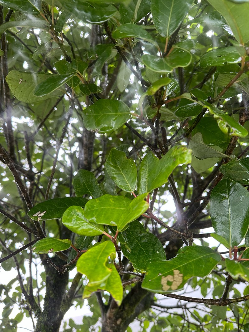 Daphniphyllum neilgherrense photo 8