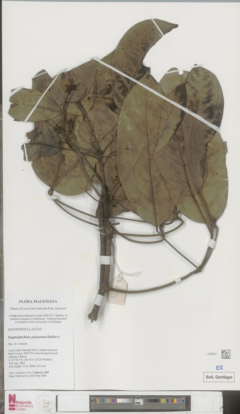 Daphniphyllum papuanum