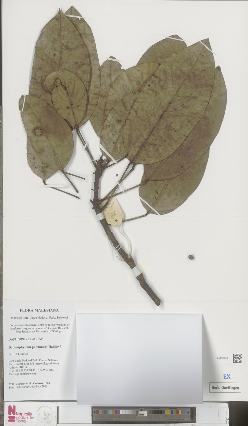 Daphniphyllum papuanum photo 2