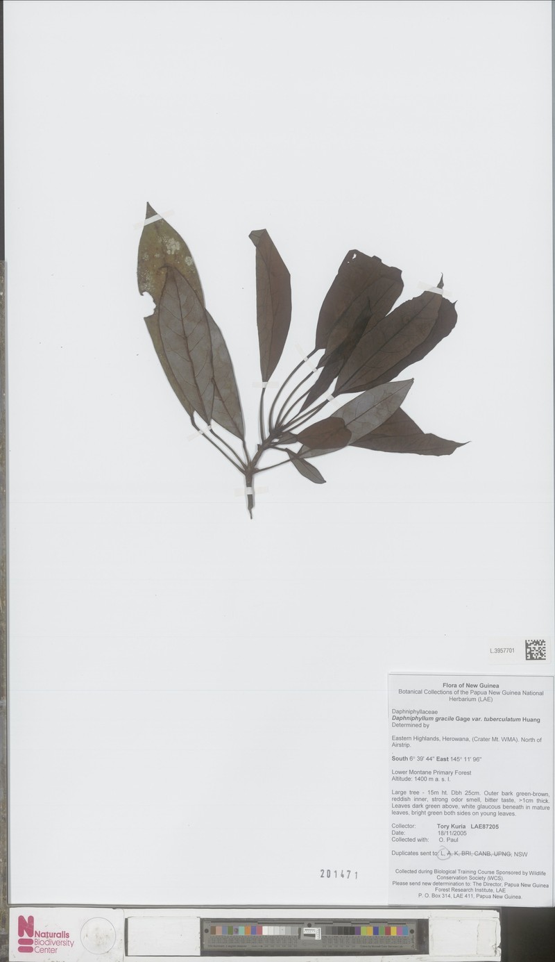 Daphniphyllum papuanum photo 4