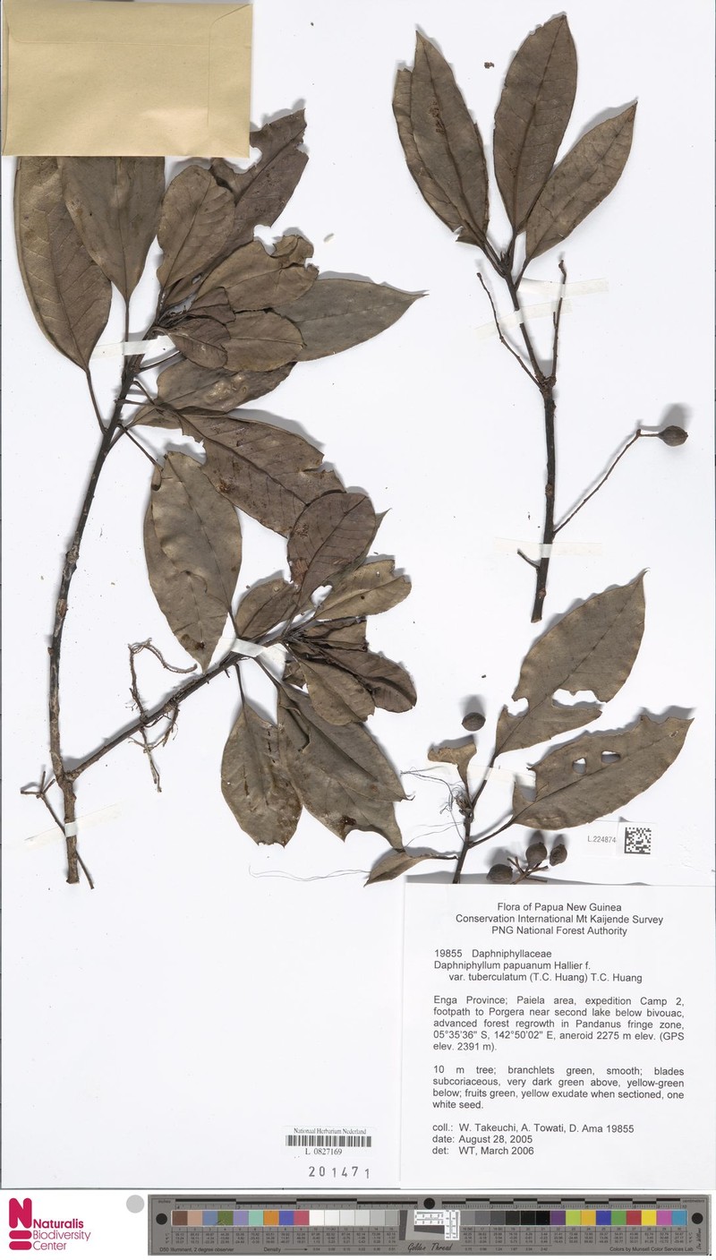 Daphniphyllum papuanum var. tuberculatum