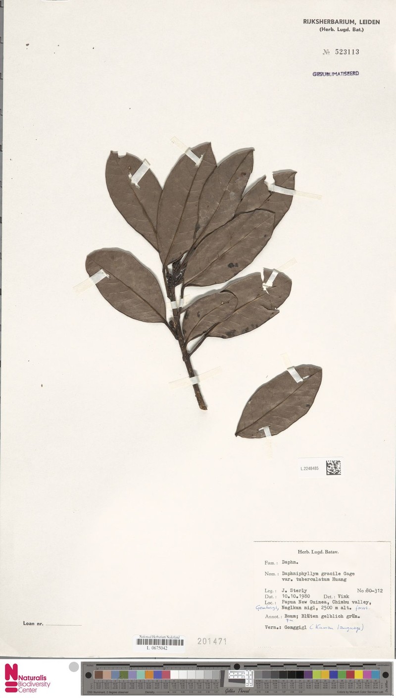 Daphniphyllum papuanum var. tuberculatum photo 3