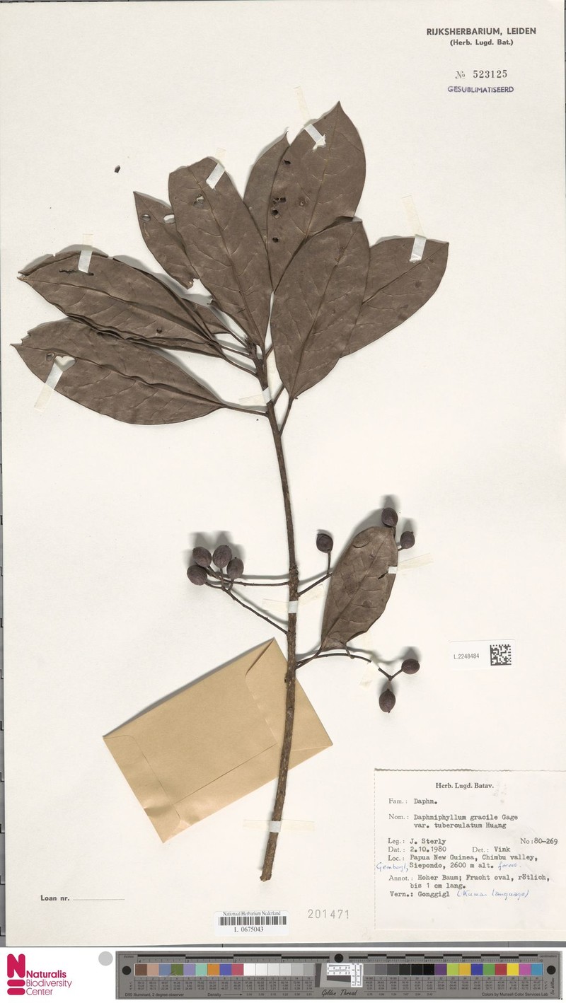 Daphniphyllum papuanum var. tuberculatum photo 4