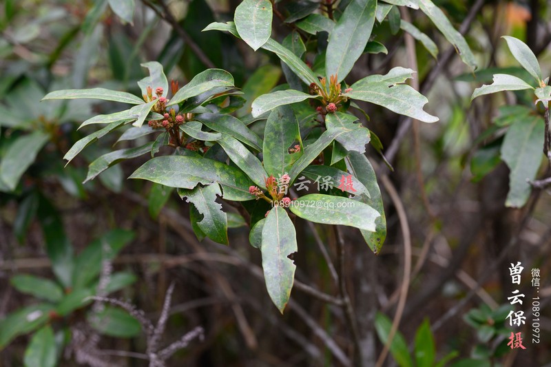 Daphniphyllum paxianum