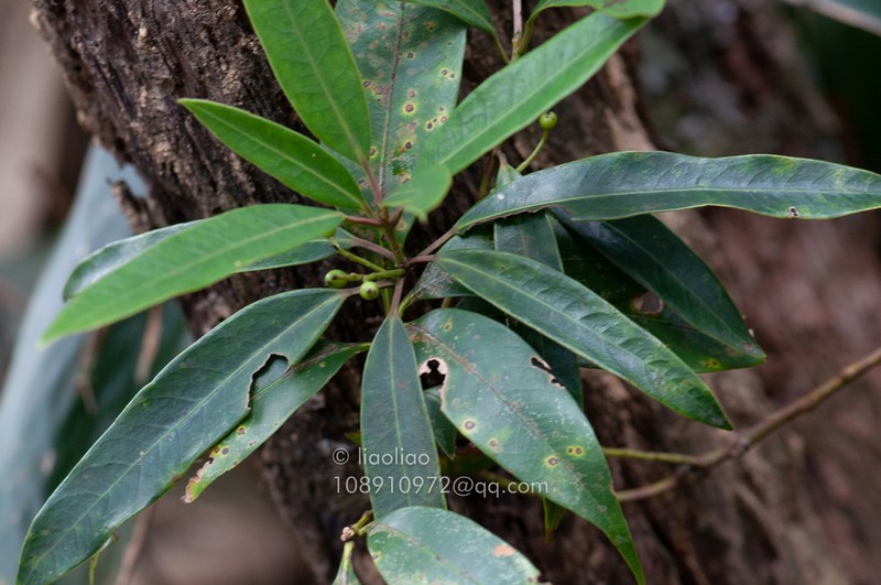 Daphniphyllum paxianum photo 2