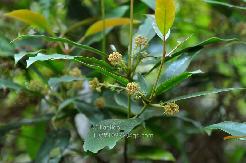Daphniphyllum paxianum photo 3