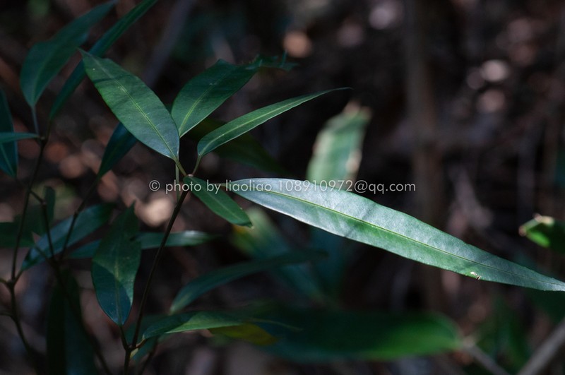 Daphniphyllum paxianum photo 4