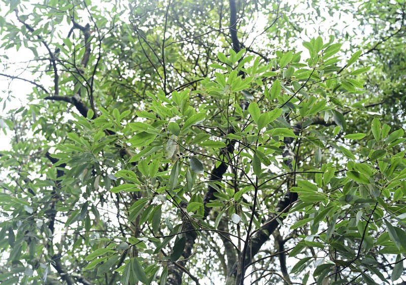 Daphniphyllum paxianum photo 5