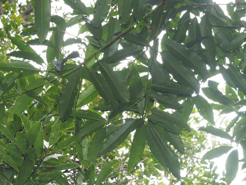 Daphniphyllum paxianum photo 6
