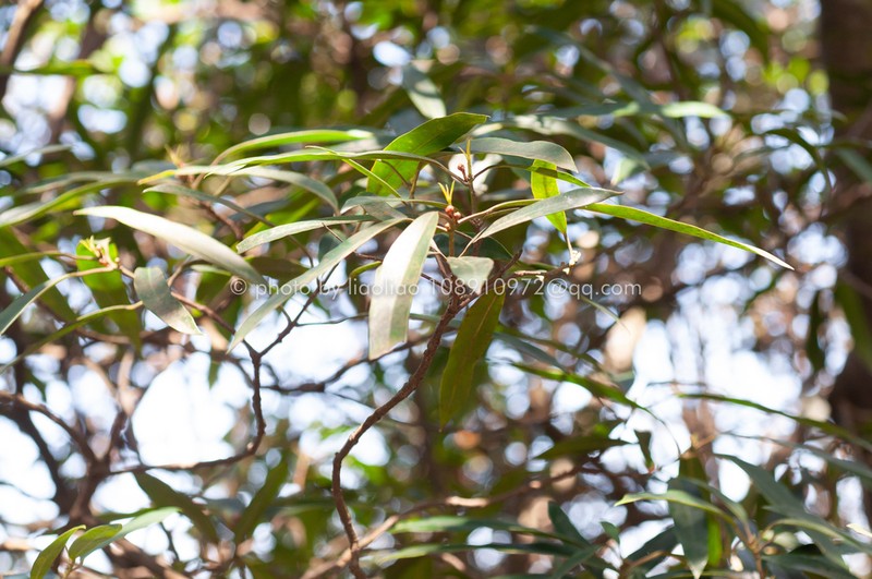 Daphniphyllum paxianum photo 7