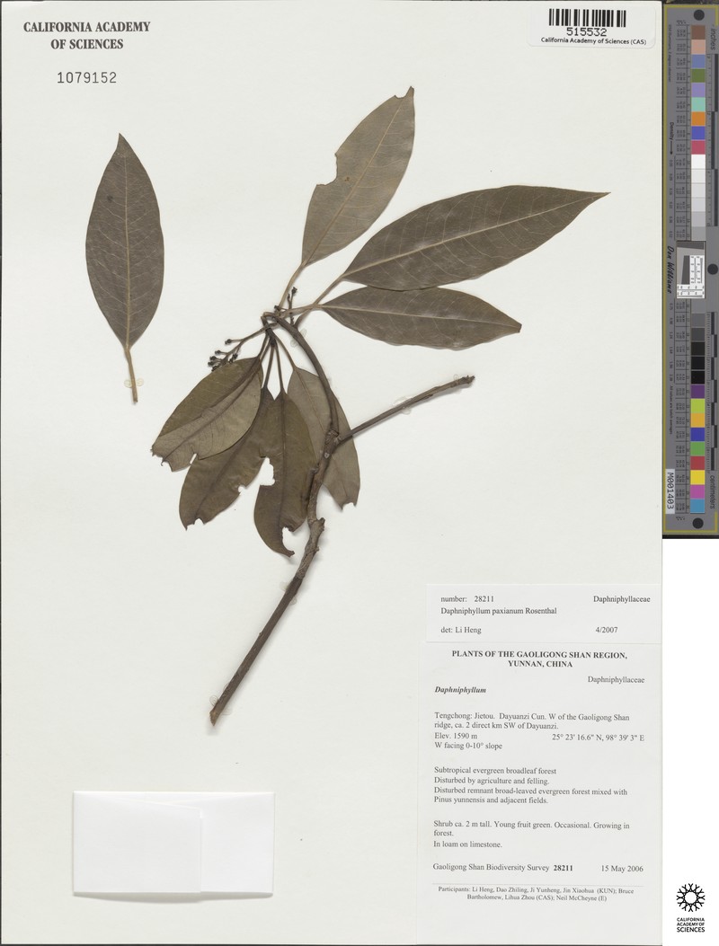 Daphniphyllum paxianum photo 8