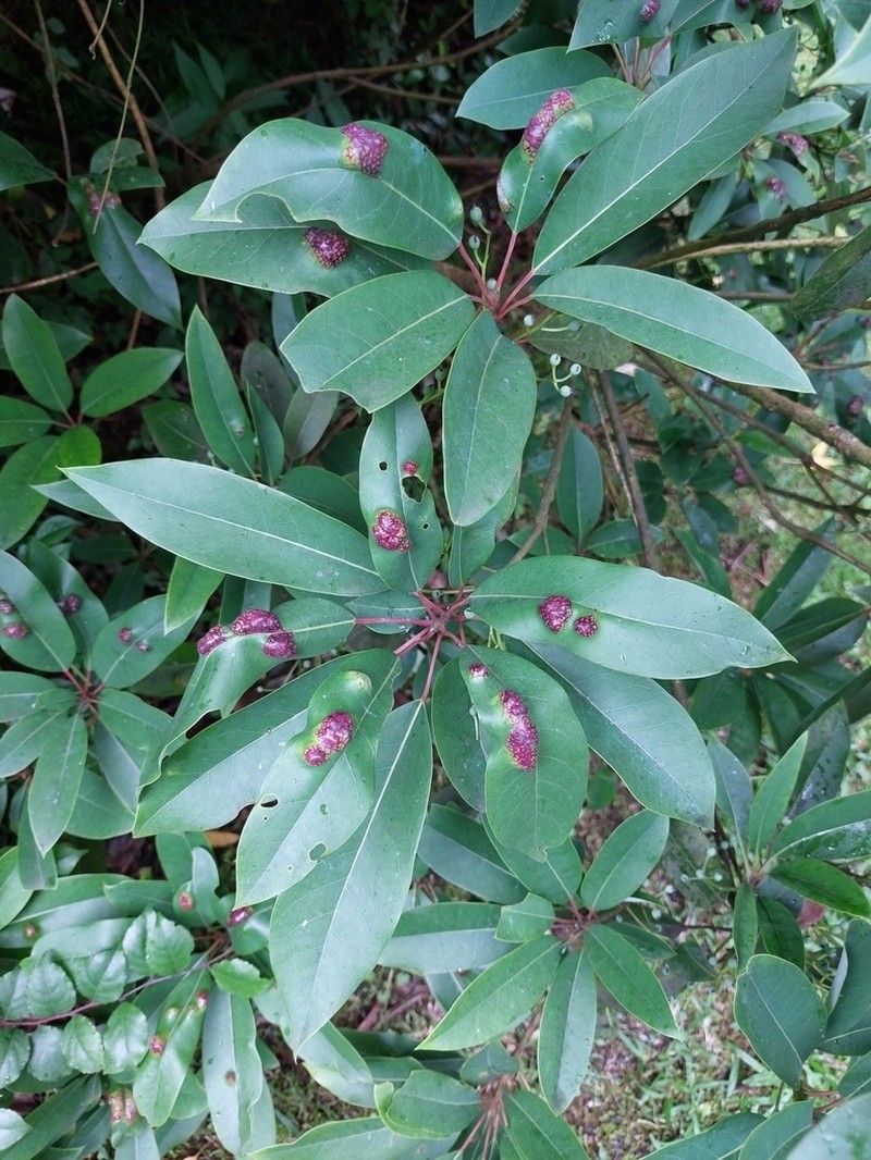 Daphniphyllum pentandrum