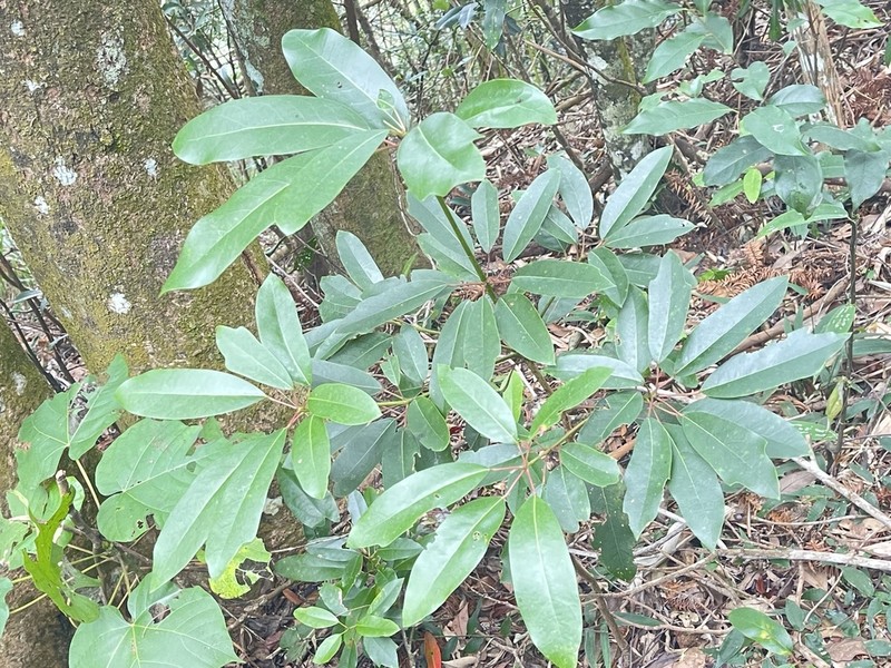 Daphniphyllum pentandrum photo 2