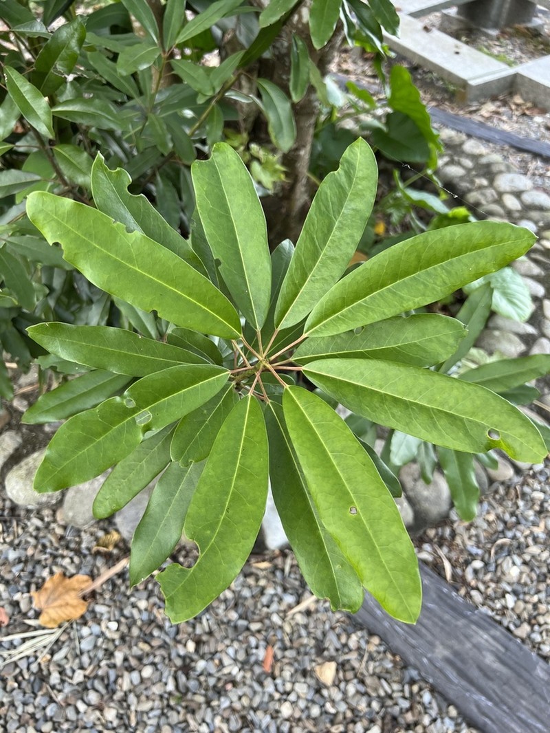 Daphniphyllum pentandrum photo 3