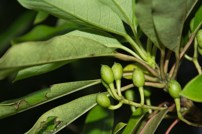 Daphniphyllum pentandrum photo 4