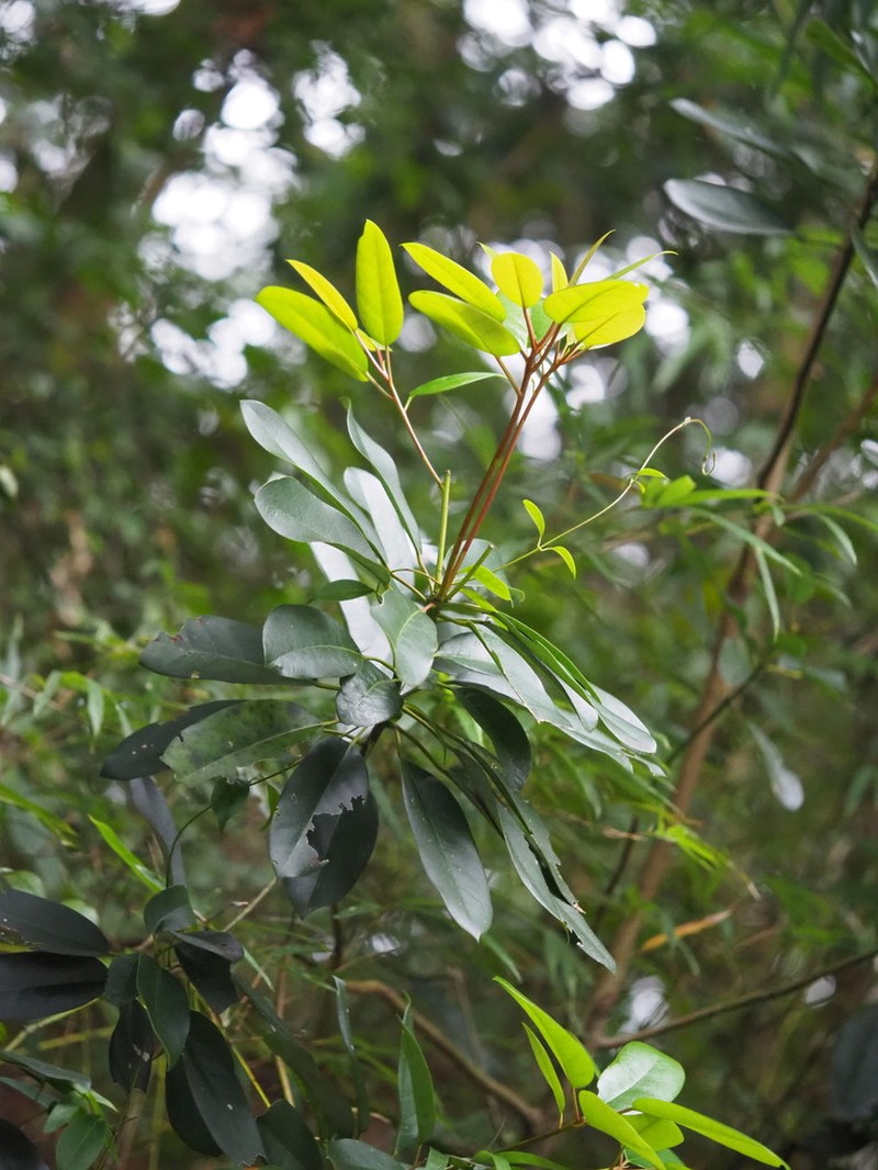 Daphniphyllum pentandrum photo 7