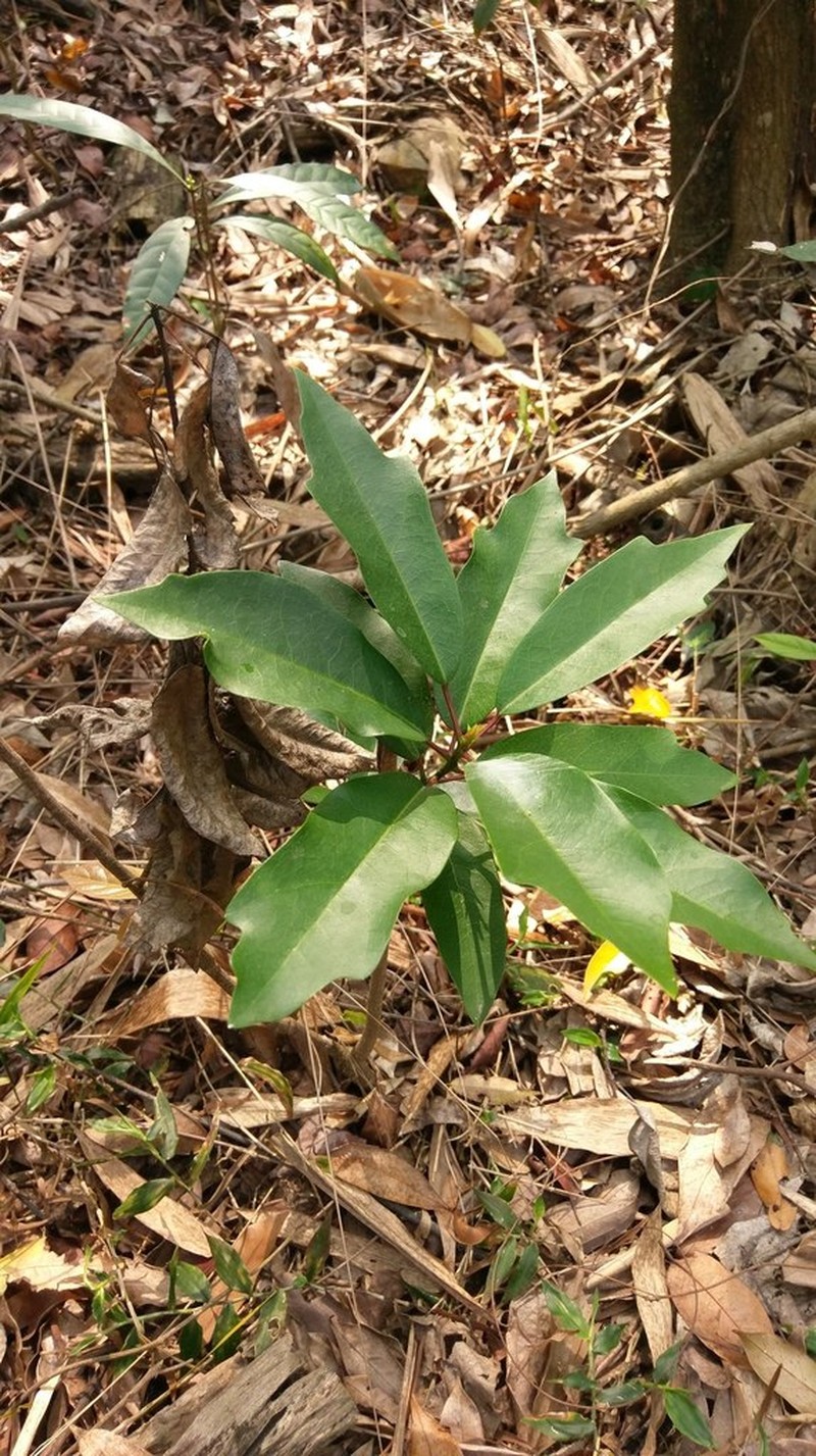 Daphniphyllum pentandrum photo 8