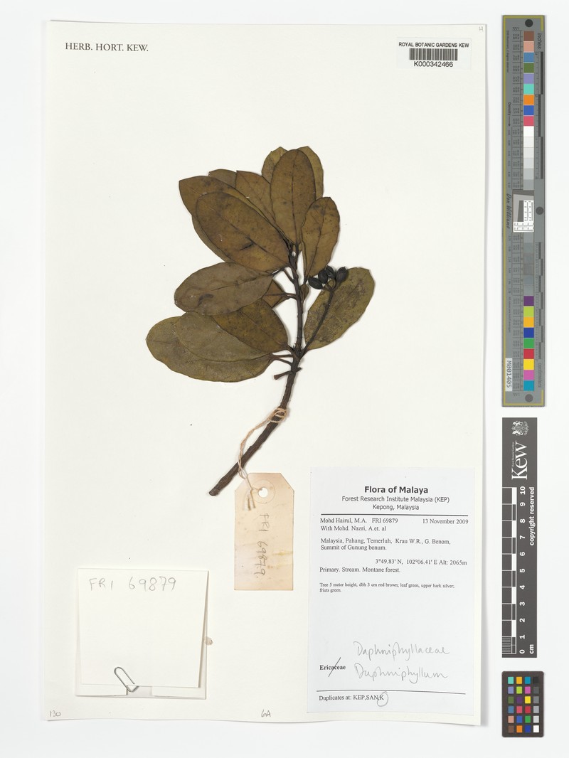 Daphniphyllum scortechinii