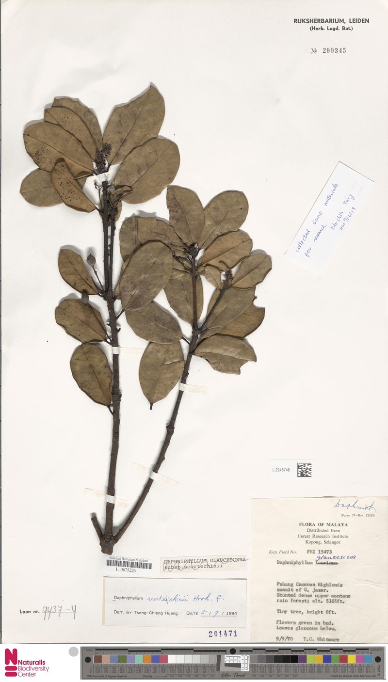 Daphniphyllum scortechinii photo 2