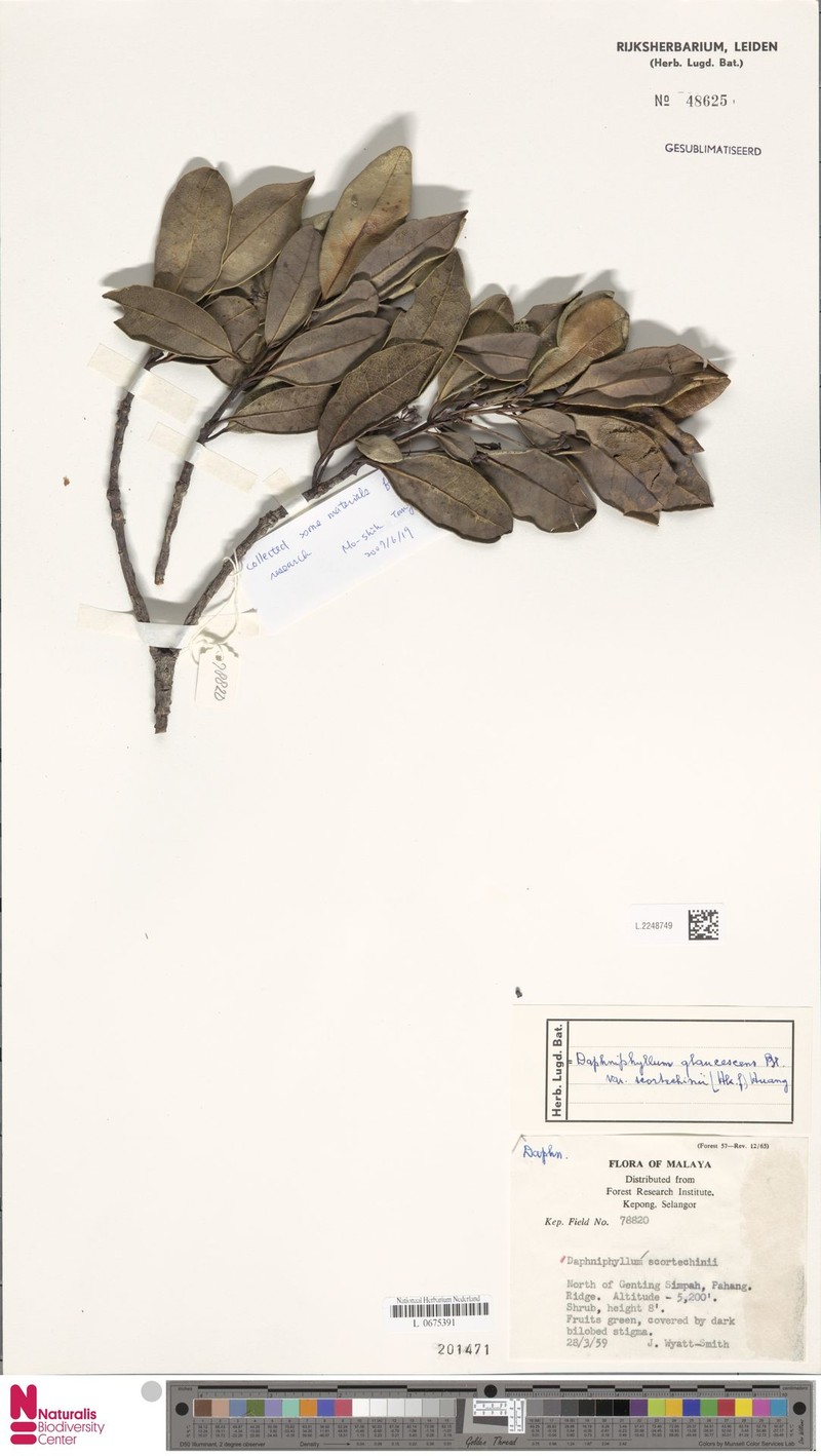 Daphniphyllum scortechinii photo 3