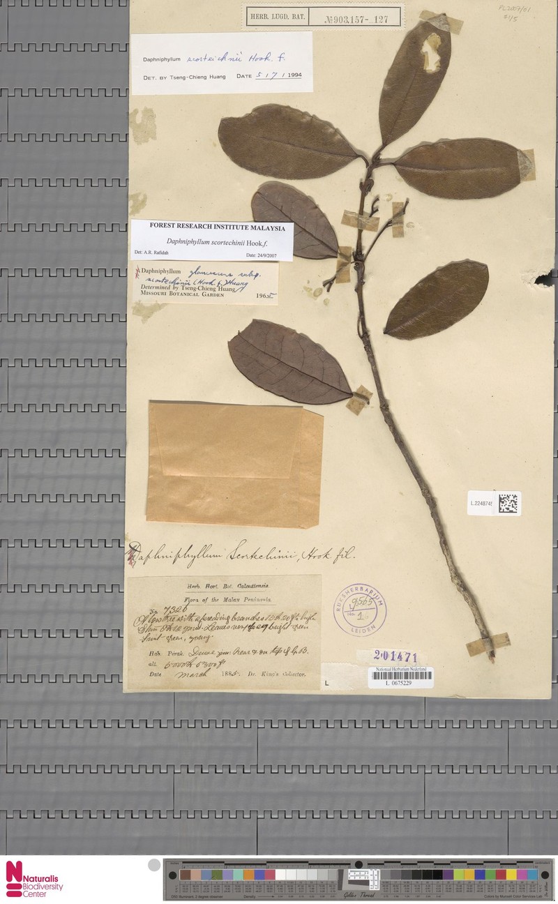 Daphniphyllum scortechinii photo 4