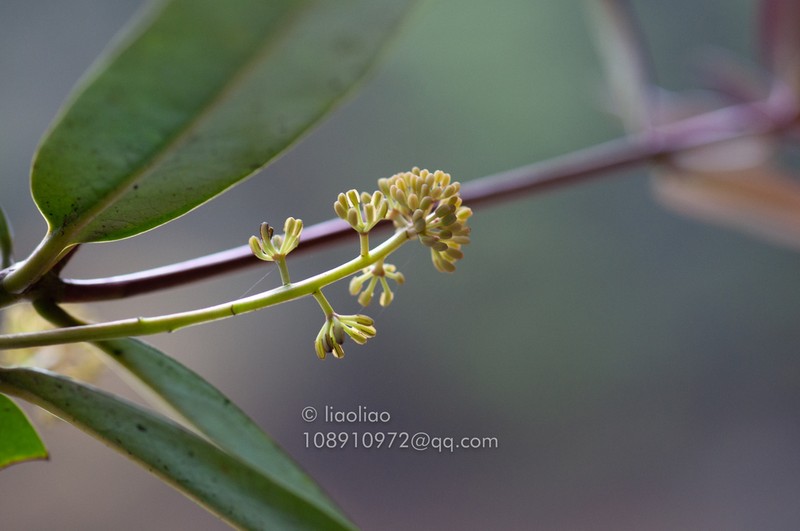 Daphniphyllum subverticillatum