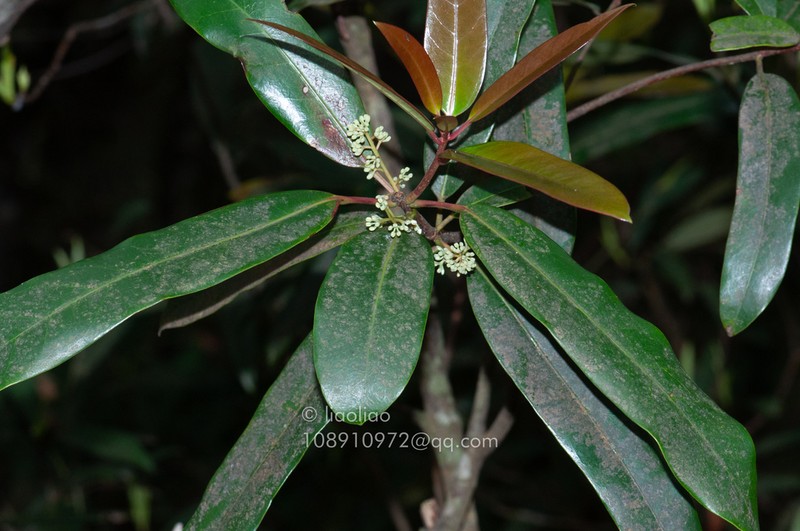 Daphniphyllum subverticillatum photo 2