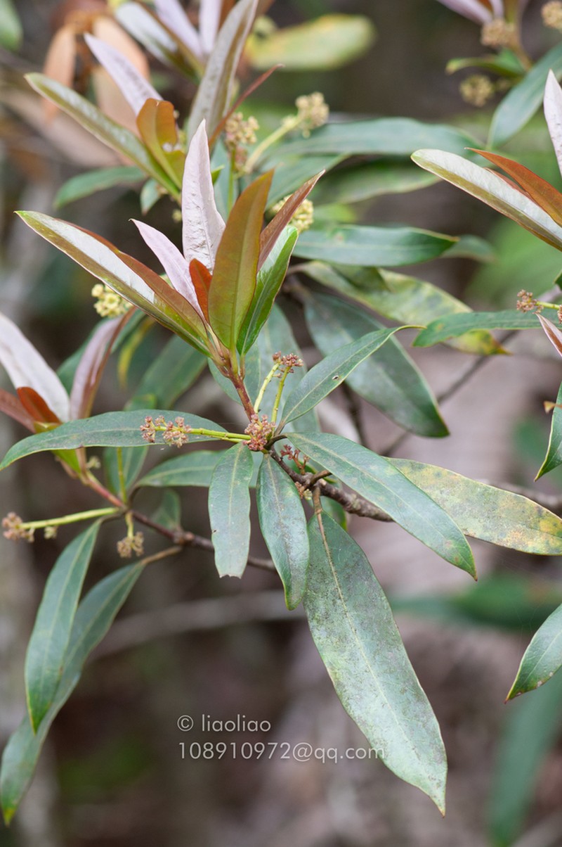 Daphniphyllum subverticillatum photo 3