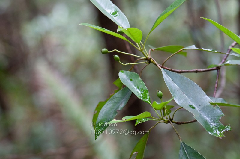 Daphniphyllum subverticillatum photo 4