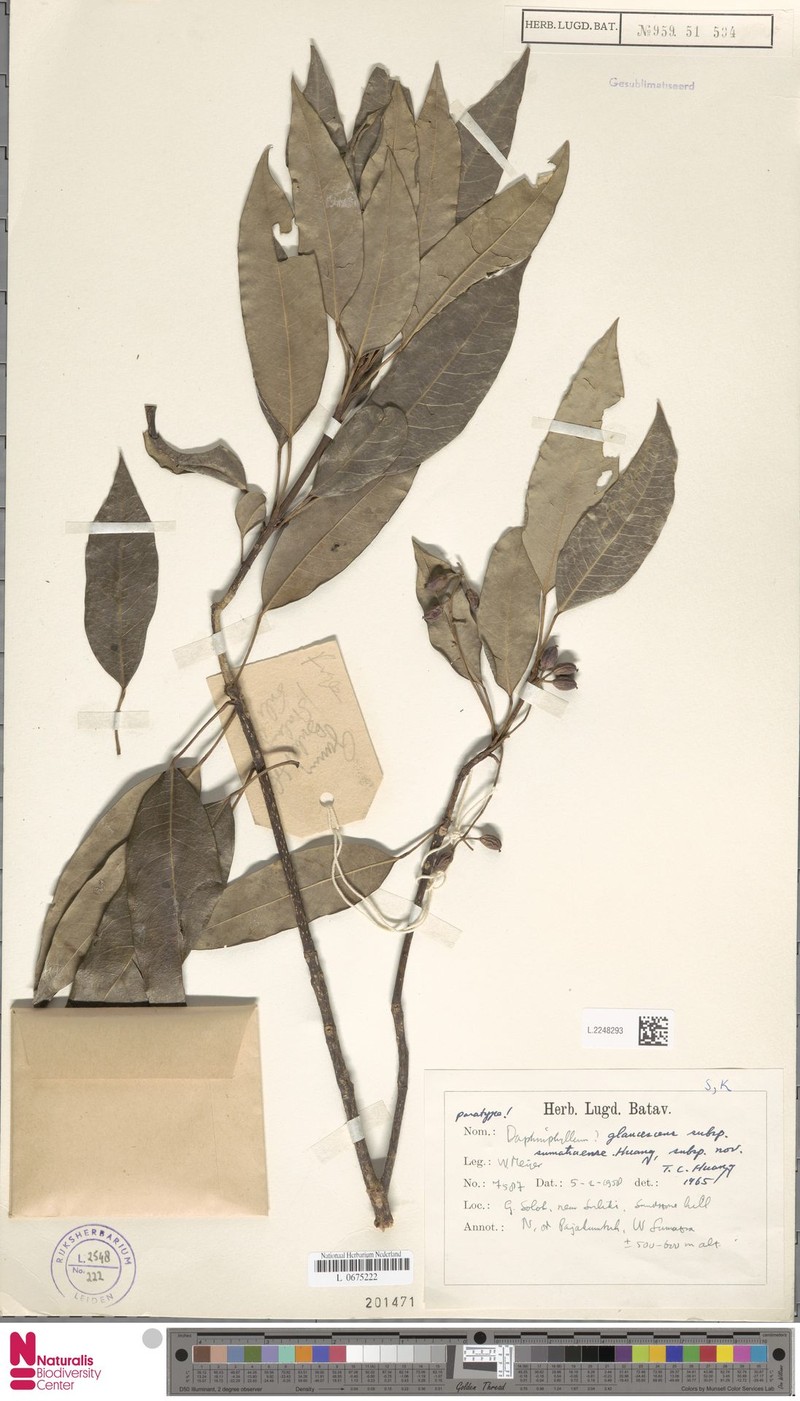 Daphniphyllum sumatraense