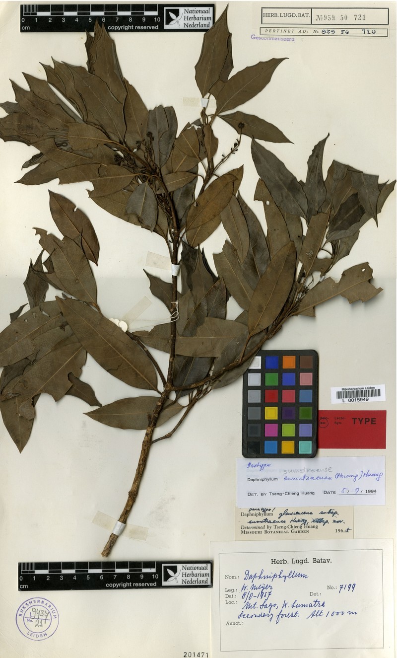 Daphniphyllum sumatraense photo 2