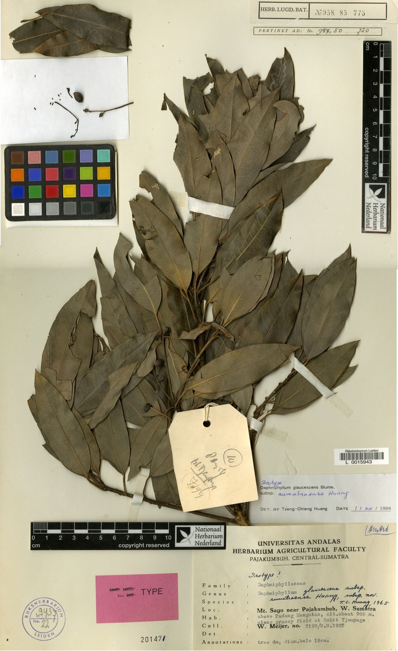 Daphniphyllum sumatraense photo 3