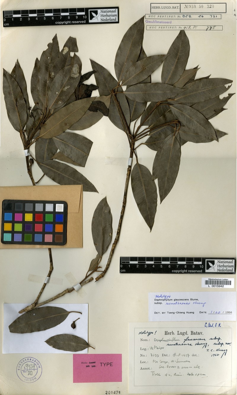 Daphniphyllum sumatraense photo 4