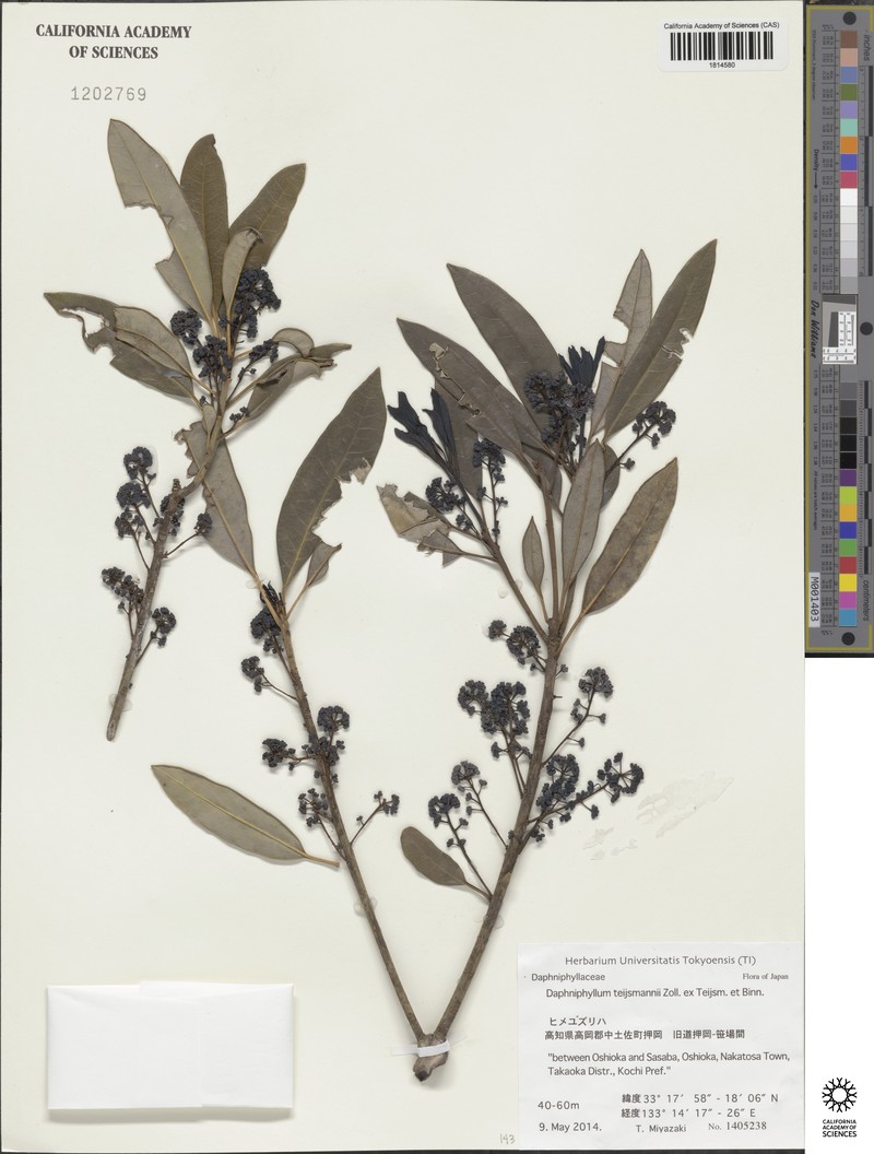 Daphniphyllum teysmannii