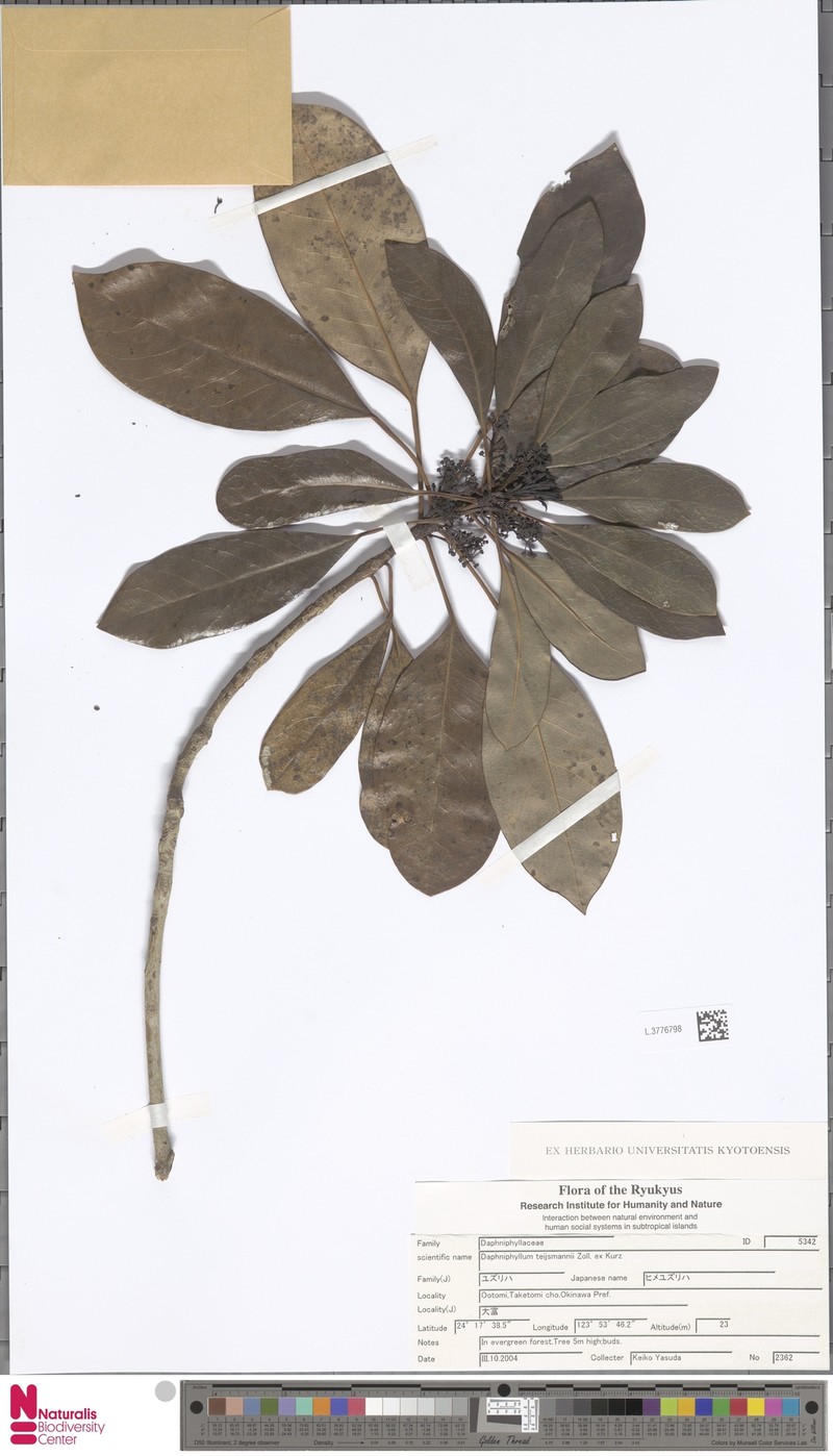 Daphniphyllum teysmannii photo 2