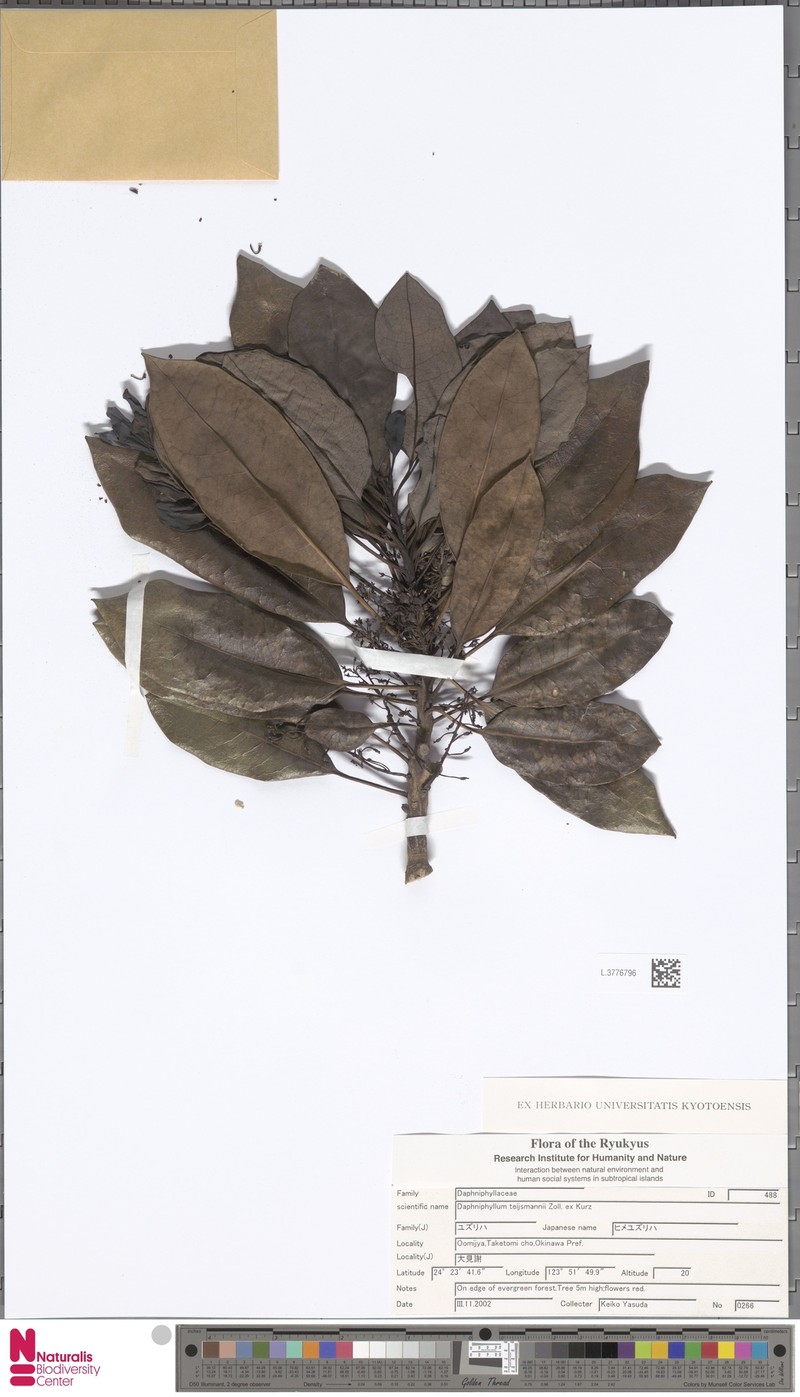 Daphniphyllum teysmannii photo 3