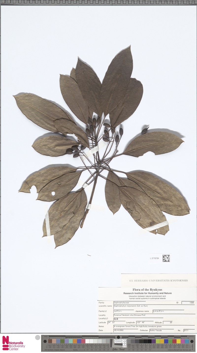 Daphniphyllum teysmannii photo 4