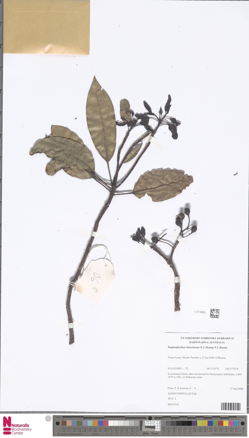 Daphniphyllum timorianum