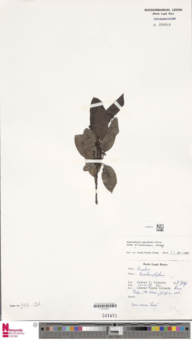 Daphniphyllum timorianum photo 2