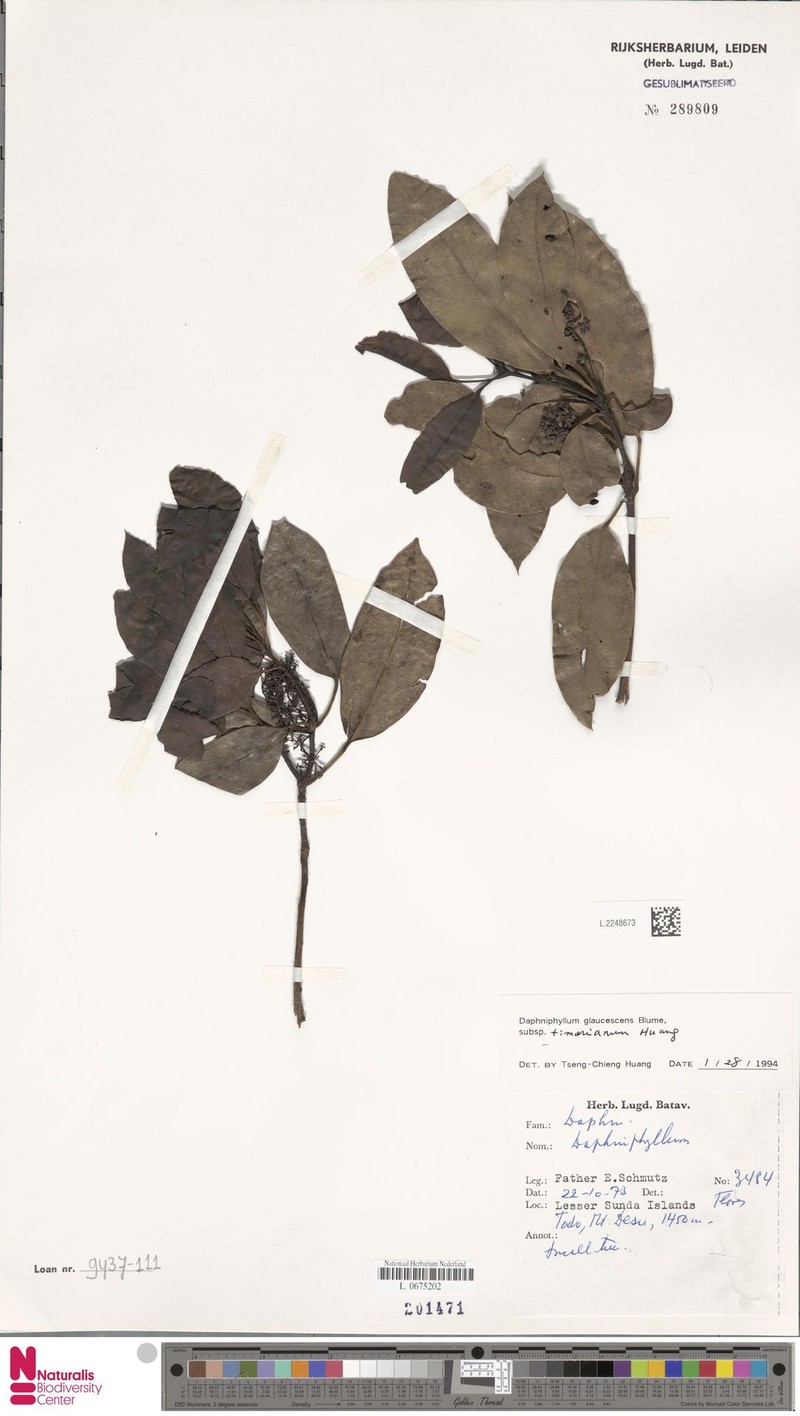 Daphniphyllum timorianum photo 3