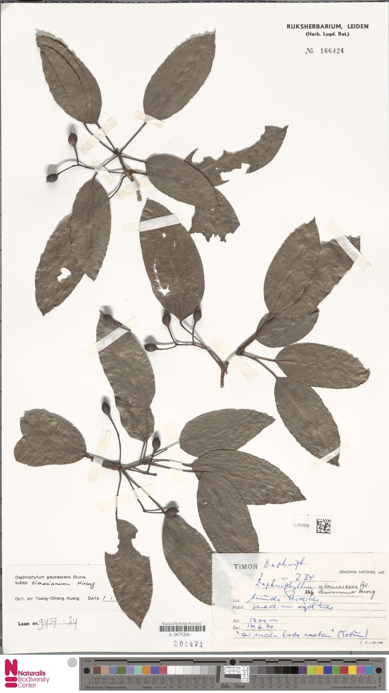 Daphniphyllum timorianum photo 4