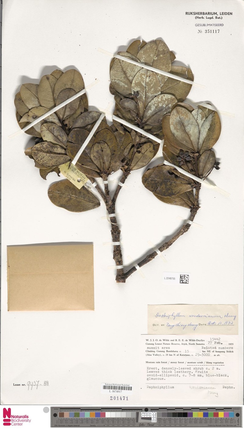 Daphniphyllum woodsonianum
